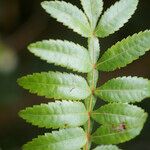 Weinmannia tinctoria Leaf