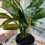 Dieffenbachia seguine葉