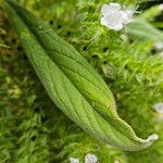 Echium italicum Frunză