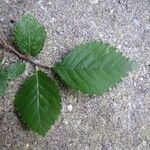 Ulmus minorRavina