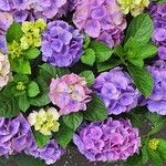 Hydrangea spp. 整株植物