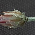Xeranthemum inapertum Λουλούδι