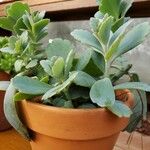 Kalanchoe fedtschenkoi Habit