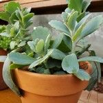 Kalanchoe fedtschenkoi आदत