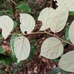 Diospyros onanae List