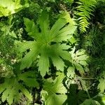 Petasites frigidus Leaf