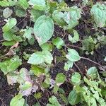 Epimedium × versicolor List