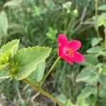 Hibiscus aponeurus Kvet