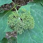 Hydrangea cinerea Fruit