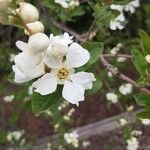Exochorda racemosa 花