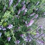 Vicia villosaफूल