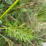 Seseli peucedanoides Hoja
