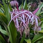 Crinum asiaticum Flor