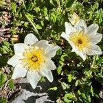 Dryas octopetalaFlower