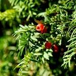 Taxus baccata Інше