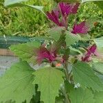 Chenopodium giganteum Hoja