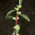 Amaranthus torreyi Blomst