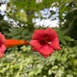 Campsis radicansফুল