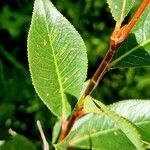 Salix pentandra برگ