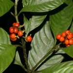 Psychotria racemosa Ffrwyth