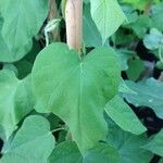 Ipomoea nil Leaf