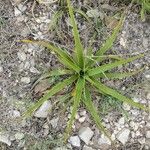 Yucca rupicola Blad