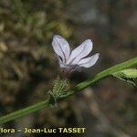Plumbago europaea Flor