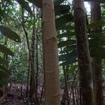 Aporosa benthamiana 树皮