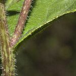 Silphium asteriscus چھال