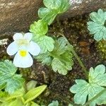 Pinguicula alpina Flor