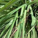Lomandra longifolia Hoja