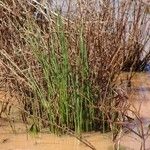 Eleocharis erythropoda Hábito