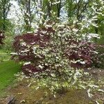 Halesia diptera Habitat