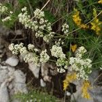 Galium lucidumFlower