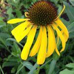 Echinacea paradoxa Flor