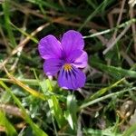 Viola bubanii ᱵᱟᱦᱟ