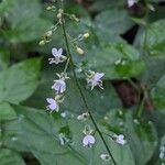 Circaea lutetiana Blomma