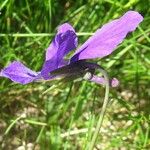 Viola lutea Λουλούδι