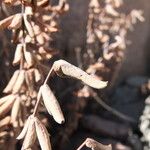 Pellaea ternifolia Лист