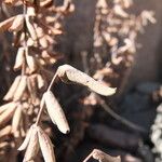 Pellaea ternifolia 葉