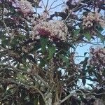 Clerodendrum quadriloculare Flor