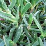 Carpobrotus glaucescens Leaf