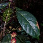 Macaranga alnifolia Fruto