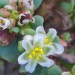 Polygonum aviculareFlower