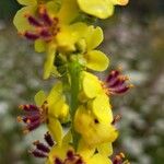 Verbascum nigrum Квітка