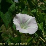 Calystegia × pulchra Blomma