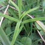 Moehringia ciliata Leaf