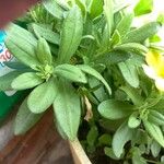 Calibrachoa parviflora Leaf