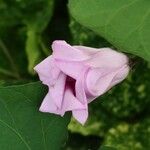 Ipomoea tiliacea Flower
