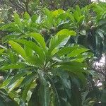 Genipa americana Плод